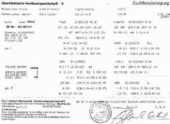 fleckvieh-besamung.de Plali