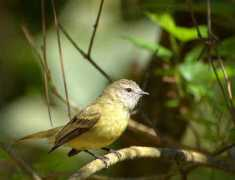 worldbirds.eu Planalto