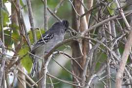 worldbirds.eu Planalto