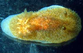 slugsite.us Planca