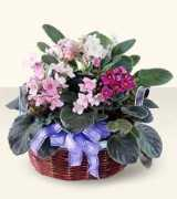 blossomfloristla.com Plant