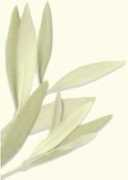 laplantade.com Plantade