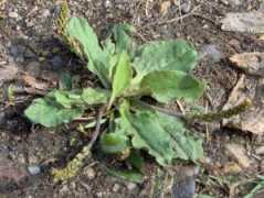 fairyring.ca Plantain