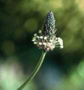 lyddendane.com Plantain