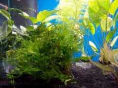 animalerieaireteau.free.fr Plantes