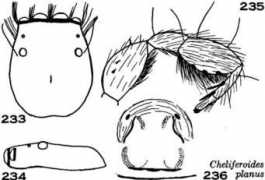 salticidae.org Planus