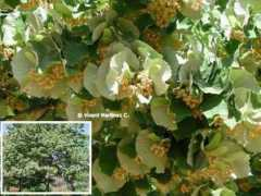 botanical-online.com Plateado