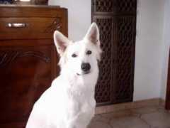 pastorblanco.de Platin