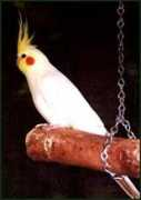 cockatielsociety.org.au Platino