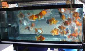 alligartor.com Platong