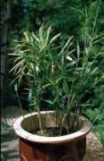 mjbanks.co.uk Plei