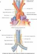 Plexus