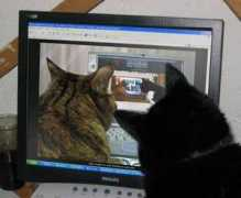 infinitecat.com Plien