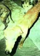 greyhoundsinneed.com Plight