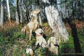 grayghost.weimaraner.fi Plikat