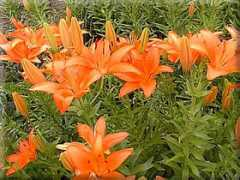 gardenperennials.net Plimo