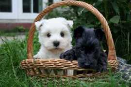 dogzer.com Plion