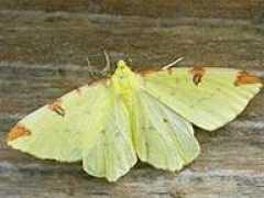 sussex-butterflies.org.uk Plister