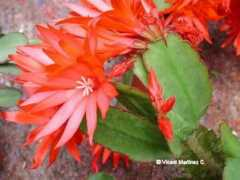 botanical-online.com Ploma