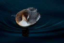 birdcentral.net Ploon