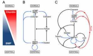 hhmi.ucla.edu Ploper