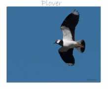 myolympus.org Plover