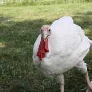 Plucky