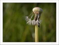 photoforum.ru Pluis