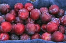 Plum