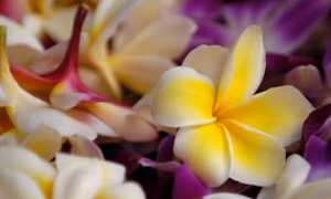 disneymike.com Plumeria