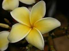 capnbob.us Plumeria