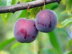 Plums