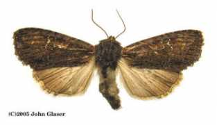 marylandmoths.com Plutonia