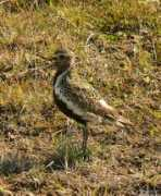 oiseaux.net Pluvier