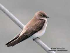 birdwatch.ph Pmartin