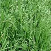 Poa