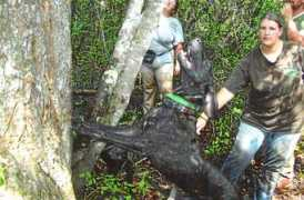 pocahontasplotts.com Poacher