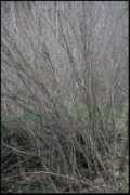 trabucooutdoors.com Poak