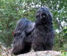 tibetanna.dk Pobari