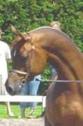 arabianhorses.ch Pobeditel