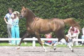 arabianhorses.ch Pobeditel