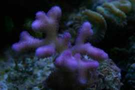 reefcentral.com Pocci