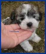 happy-havanese.com Pocco