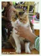 cats-club.ru Poceviciute