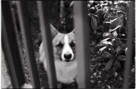 jungle.or.jp Pochan