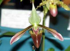 orchid.or.jp Pocopoco