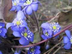 garden-en.com Podleska