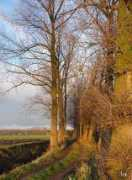 Poel