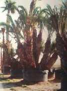 armeni.it Poenix
