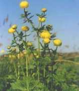 trajnice.com Pogacic